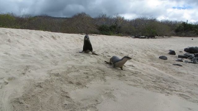 Galapagos Sea Lion Male And Female Fighting