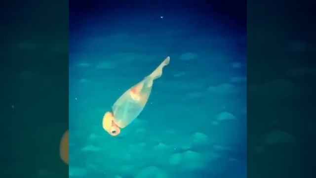 Стеклянный кальмар.