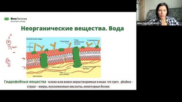 биохимия неорганические вещества осмос тургор