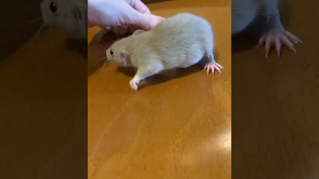 Крысенок Дамбо платина смотреть онлайн