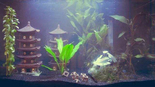 Freshwater Aquarium!! смотреть онлайн