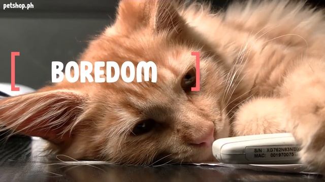 Importance of having Cat Toys | Petshop.PH смотреть онлайн