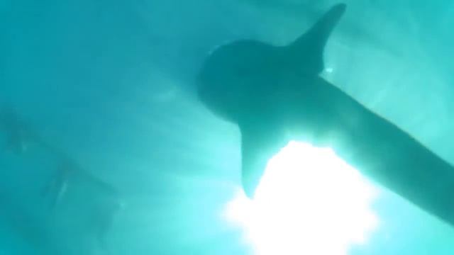 Whale sharks part 1 /// Китовые акулы часть 1 смотреть онлайн