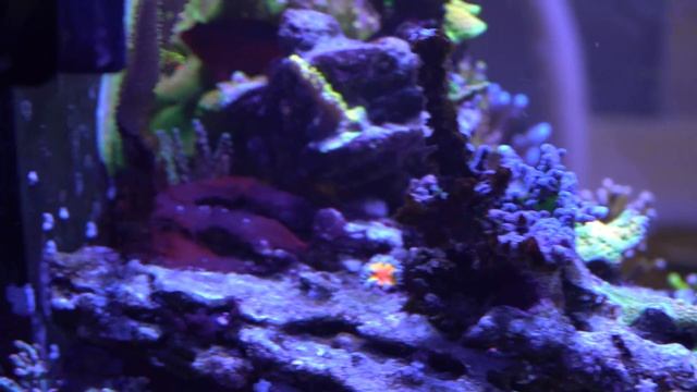 WaterBox 7225 Update - Tank Update - Polyplab Genesis - AquaBiomics Microbimoe смотреть онлайн