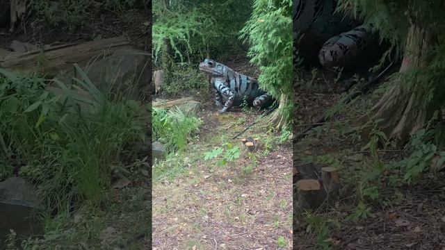 The Biggest Frog In The World 😳😳😳😳😳