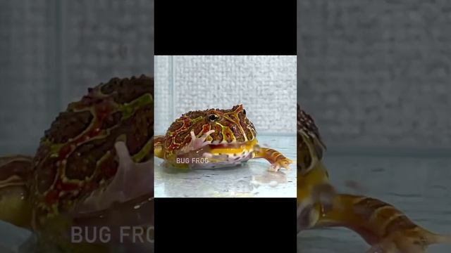 Frog swallowing an eel смотреть онлайн