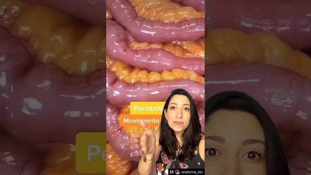 Peristaltismo! #anatomia смотреть онлайн