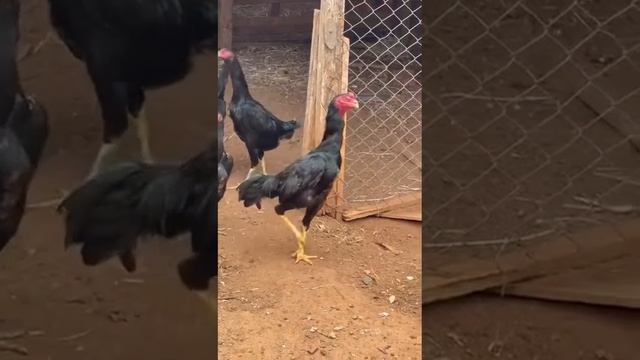 Brazil 🇧🇷 Бразилия смотреть онлайн