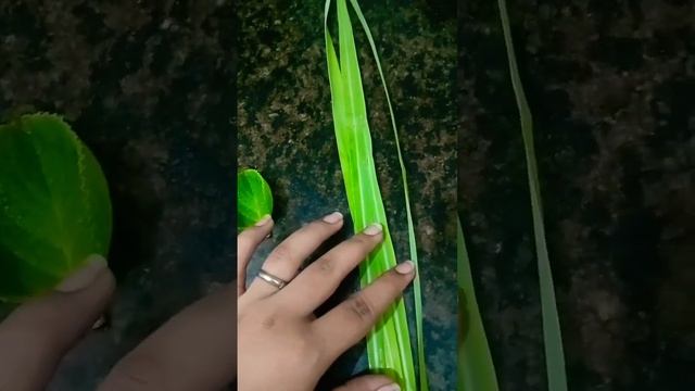 #1minbio #leafvenation #bioncert #aiims #medicoloveranjali #neetanjali05 #neetexam смотреть онлайн