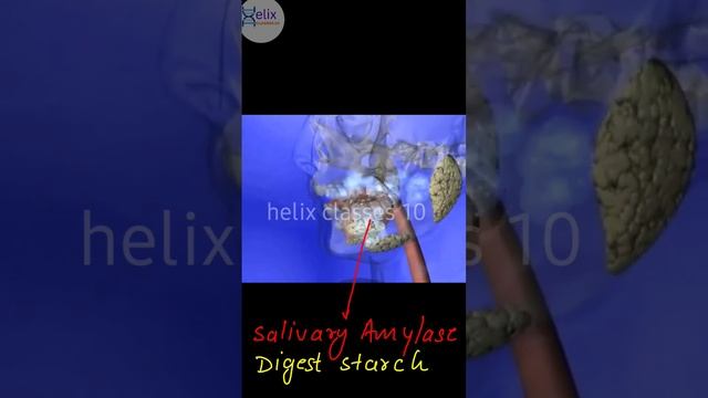 mastication of food | Ingestion | Digestion in Human #ingestion #mastication #saliva смотреть онлайн