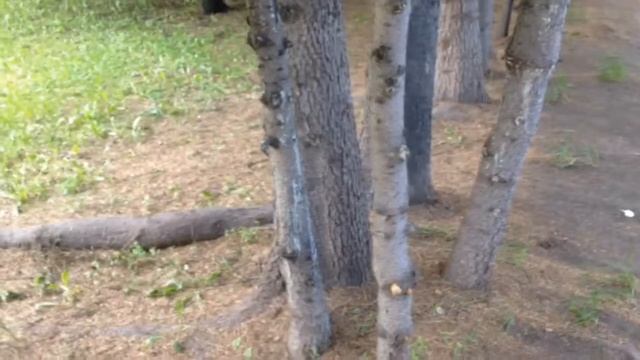 Истинная сущность деревьев // True Self Of The Trees