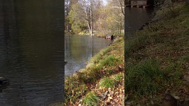 ПРУД В ПАРКЕ смотреть онлайн