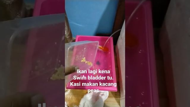 Goldfish Swim Bladder смотреть онлайн