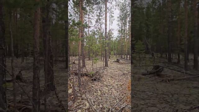Хотела снять красивое видео, получилось — как всегда. #беломошныйбор #бор #лес #тайга #природа #ура