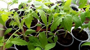 экстракт конского навоза органоминеральное удобрение