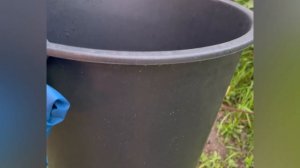 🪴ПОСАДКА ГОЛУБИКИ В КОНТЕЙНЕР.