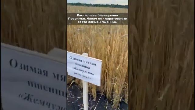 Растислава, Жемчужина Поволжья и Калач 60 - саратовские сорта озимой пшеницы смотреть онлайн