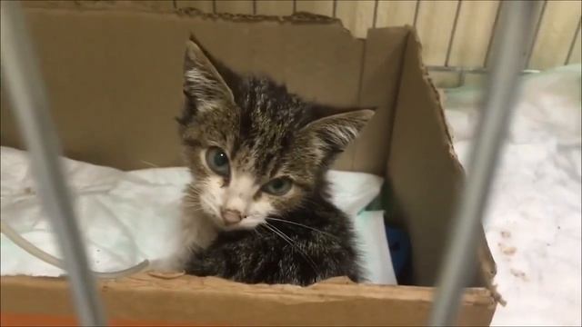 Новости мира со шк. №153. Выпуск 2. Спасение котенка. #твГалактика смотреть онлайн