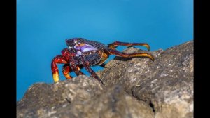 Забавные Ракообразные  // Краб// Крабы
