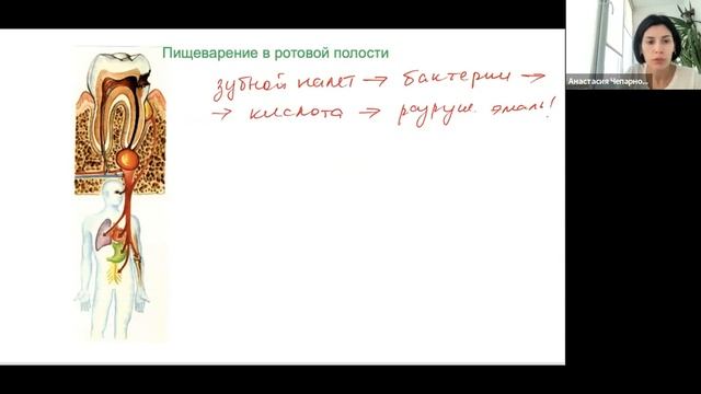 пищеварительная система 1 часть смотреть онлайн