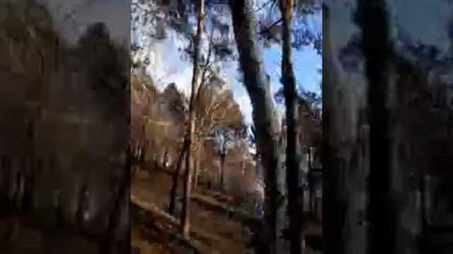 влог ищем белок с Дашей смотреть онлайн