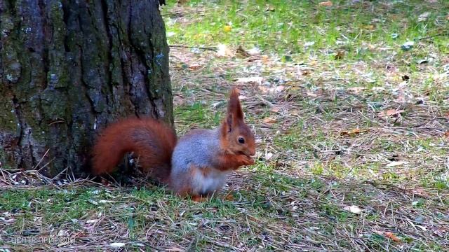 4к МУДРОСТЬ  \  4к Wisdom    #центрприроды #животные #белка #природа #лес #деревья #отдых