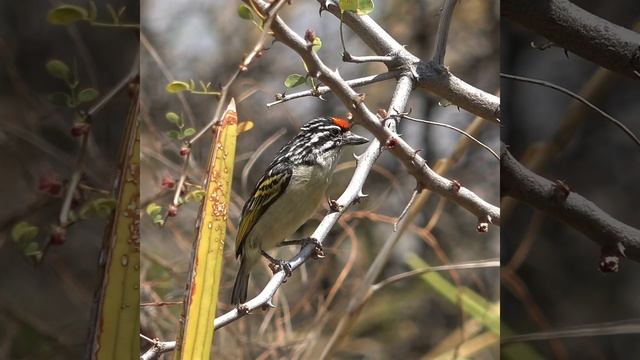 TANZANIA - RED-FRONTED TINKERBIRD #birds #birding #wildlife #tanzania #safari  #nature