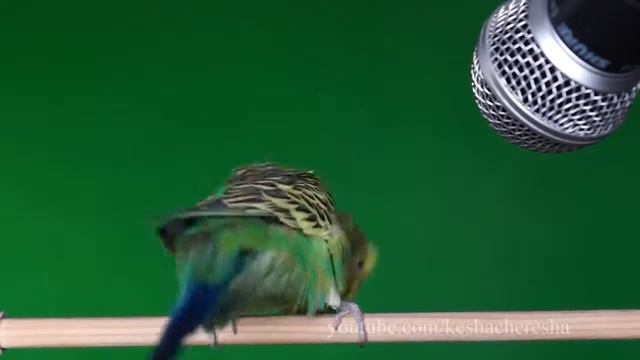 волнистый попугайчик эстрадный певец смотреть онлайн