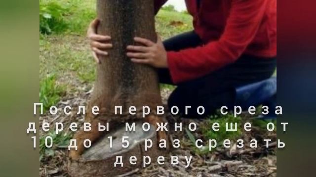 Павлония в фотках / Павлония суратларда... Панчакент Янакишлок смотреть онлайн