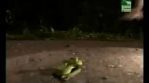 Стив Ирвин: Охотник за крокодилами. Дикий юг Тихого океана