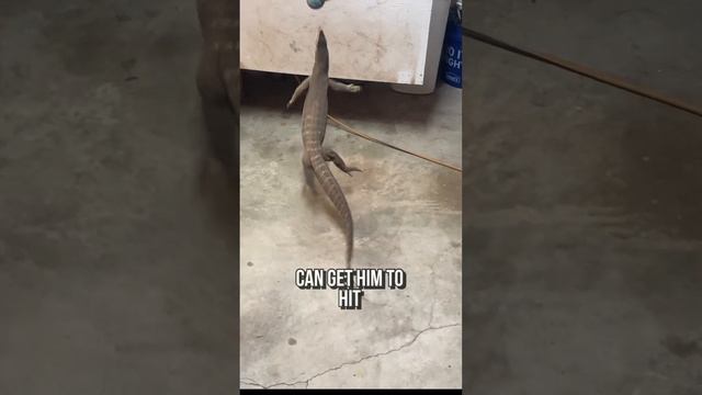 This GIANT Lizard Can FLY✈️😳