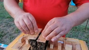 Чистопородные пчеломатки И.О. в 2024 году