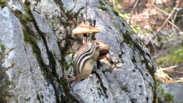 Бурундук_осень 2013 смотреть онлайн