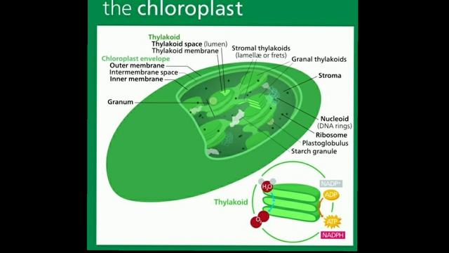 CLASS :10 | SCIENCE | ANATOMY смотреть онлайн