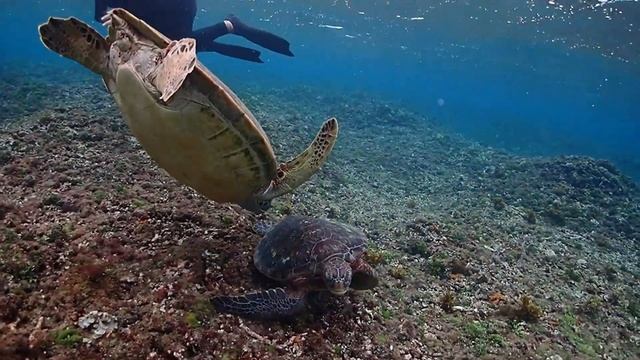 西表島バラス島・鳩間島シュノーケリングツアー/10月総集編/No.246 смотреть онлайн