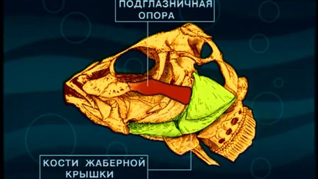 Почему внешне похожие на окуней Терпуги из сем.Hexagrammidae относятся к отряду Скорпенообразные ? смотреть онлайн