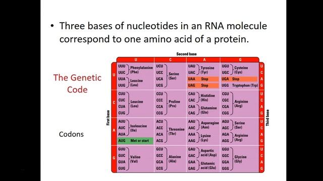 Lecture 9 DNA structure смотреть онлайн