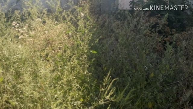 1 сентября 2018 г. Волжская 22 смотреть онлайн