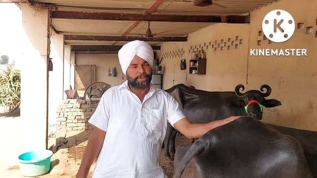 17 October 2022 PH 98721-16727 45-46 ਹਜਾਰ ਵਿੱਚ ਸੱਜਰ ਸੂਈਆ ਮੱਝਾ ਵਿਕਾਉ #best #buffelo #sale #murrah#to смотреть онлайн