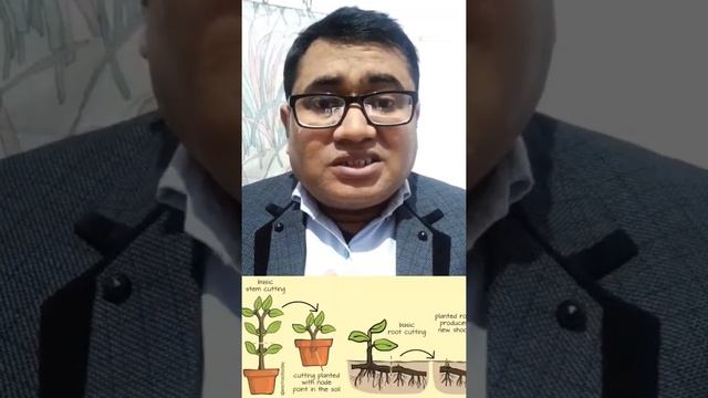 #CUTTING#ARTIFICIAL VEGETATIVE PROPAGATION#BIOLOGY#short смотреть онлайн