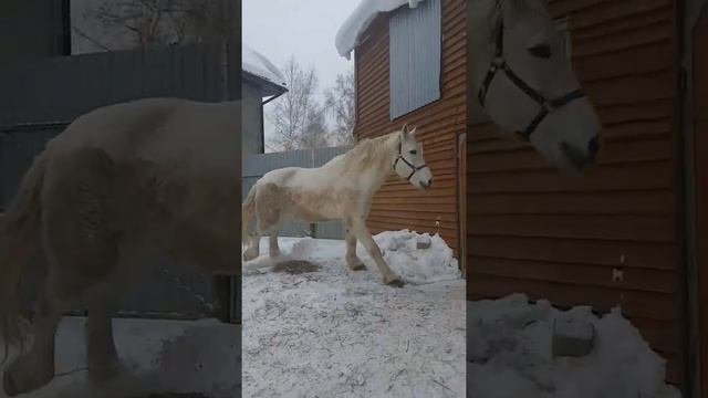 Орловская кобыла смотреть онлайн
