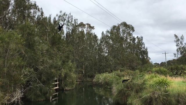 Siamang Gibbon Calls At Mogo Wildlife Park
