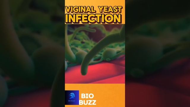 VIGINAL YEAST INFECTION BIOBUZZ LIKE AND SUBSCRIBE #shortsvideo #3danimation смотреть онлайн
