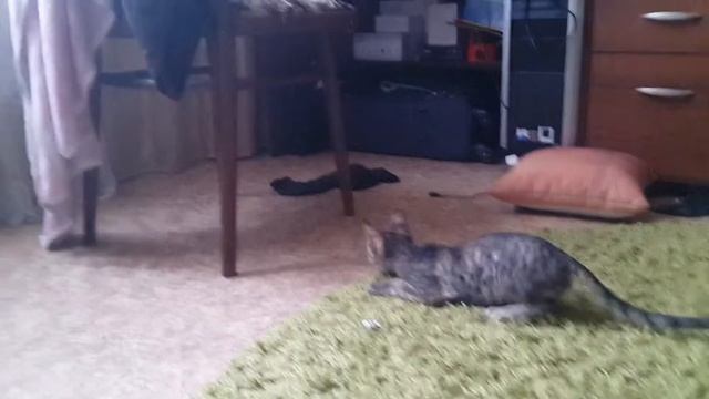 Кудяплики играются (Kudyapliki jugado) (Kudyapliki played) смотреть онлайн