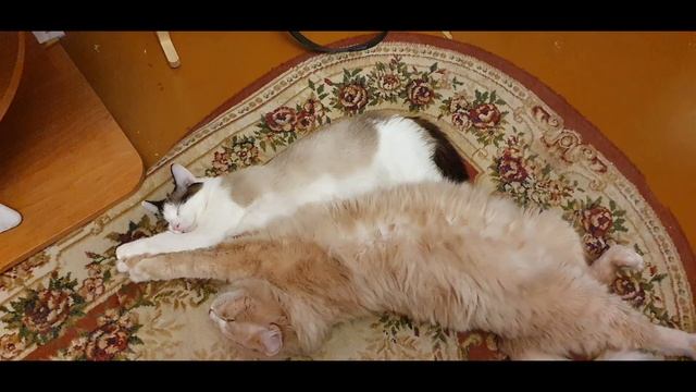 Семейство кошачьих отдыхает смотреть онлайн