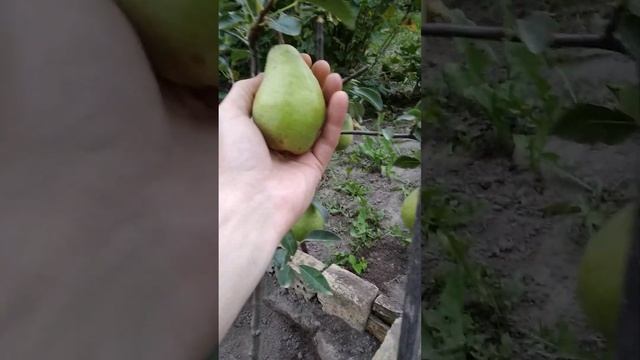Груша Вільямс Англійська селекція літня,перше плодоношення. смотреть онлайн