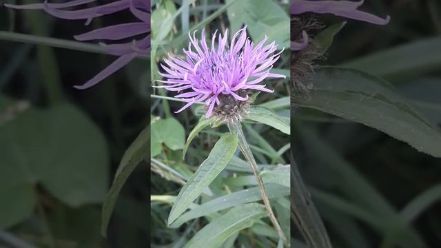 Carduoideae thistle смотреть онлайн