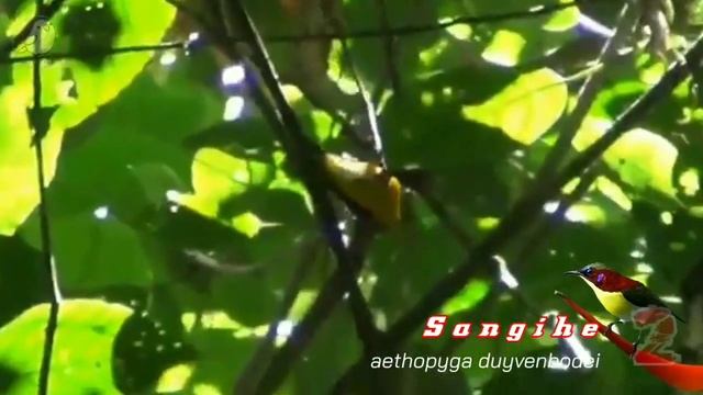 Jenis Burung Madu (Kolibri) Dilindungi di Indonesia | Terbaru | #burungmadu смотреть онлайн