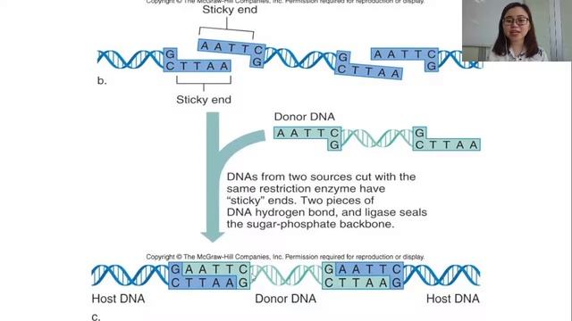 8.1 Recombinant DNA Technology смотреть онлайн