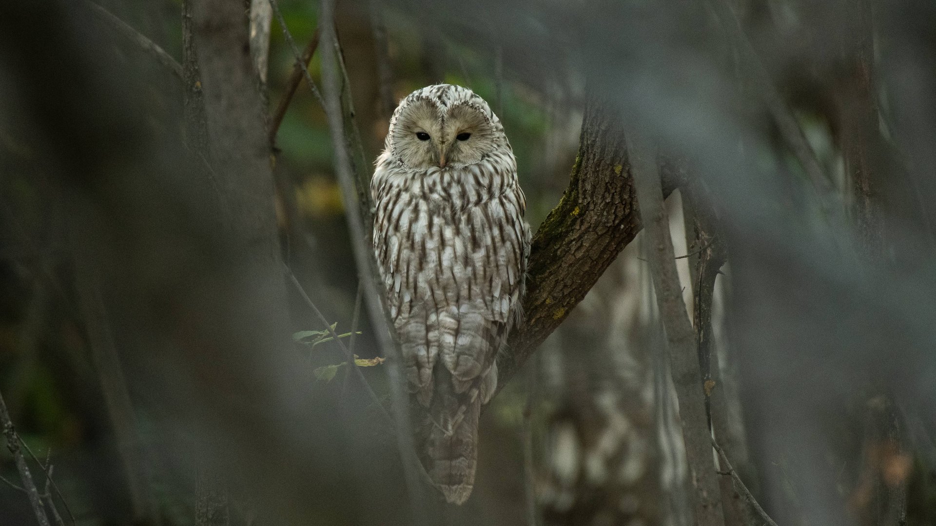 Фотоохота с Альбертом. Хороший день в лесу.